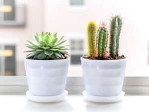 Guide pour choisir le bon pot pour vos cactus et succulentes